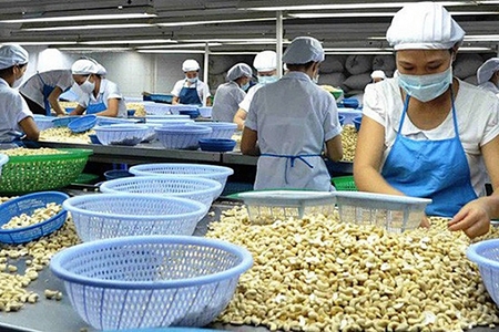Xuất khẩu điều nhân hướng tới mục tiêu 450 nghìn tấn năm 2019