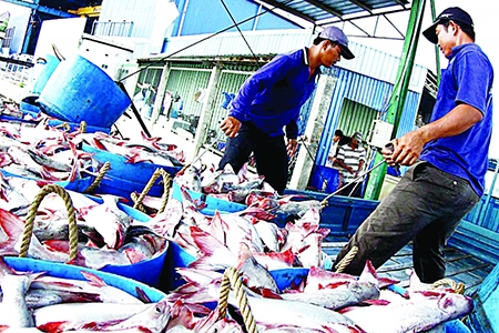 US greenlights raw catfish imports from Vietnam