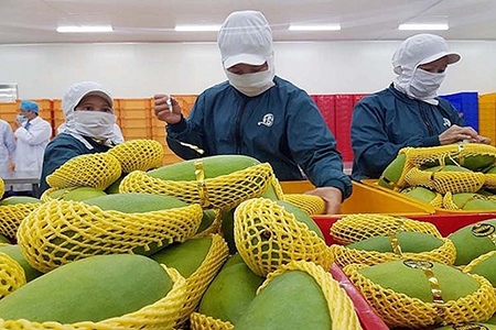 Xuất khẩu rau, quả: Khẳng định giá trị ở thị trường mới