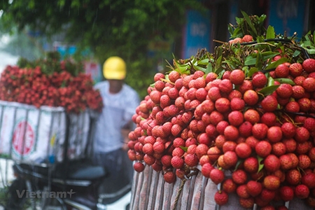 Quyết định của Nhật mở ra 'những cánh cửa mới' cho vải thiều Việt Nam