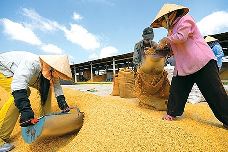 Cơ hội phục hồi cho xuất khẩu gạo