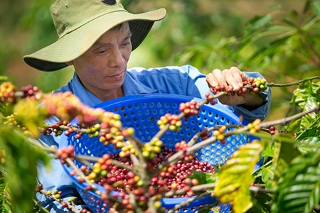 “Chìa khóa” xuất khẩu cà phê bền vững