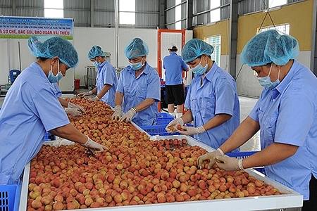 Rộng mở cơ hội xuất khẩu sang Nhật Bản