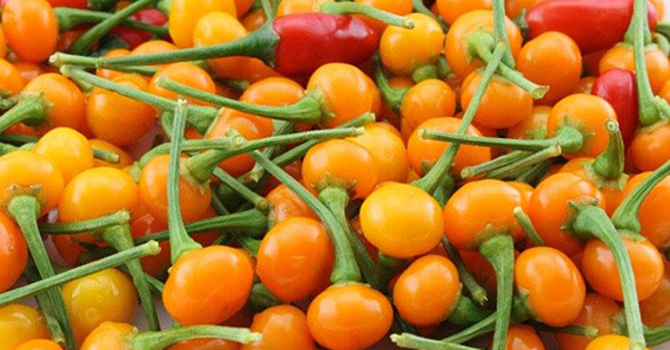 Ớt đắt nhất thế giới