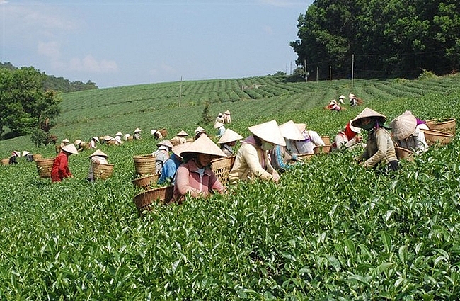 Giá chè xuất khẩu sang Trung Quốc tăng rất mạnh