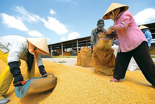 Cơ hội phục hồi cho xuất khẩu gạo