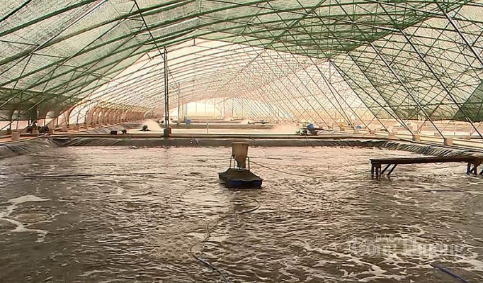Chuẩn bị tốt nguyên liệu tôm đầu vào sẽ giúp ngành tôm đón đầu cơ hội sau mùa dịch