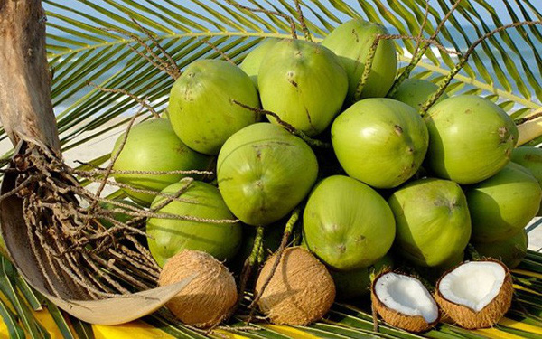 Thủ tục xuất khẩu dừa tươi