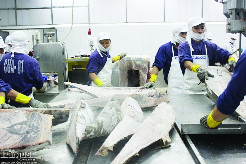 Mặt hàng cá ngừ xuất khẩu vào EU tăng mạnh. Ảnh: T.H Mặt hàng cá ngừ xuất khẩu vào EU tăng mạnh. Ảnh: T.H
