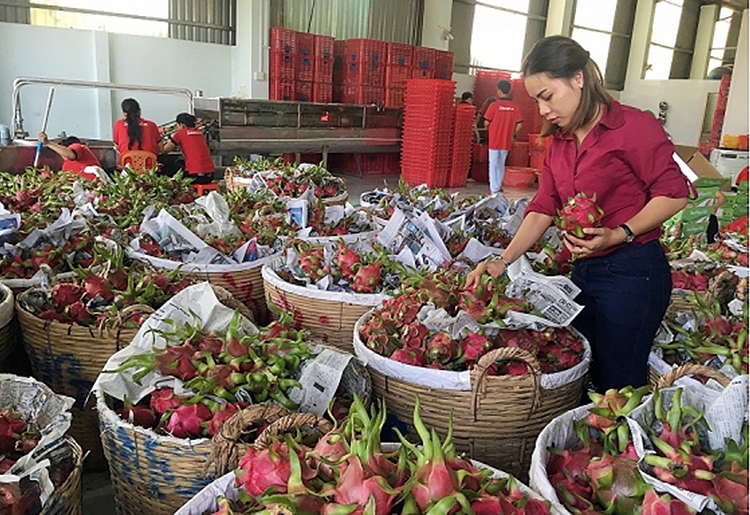 Muốn xuất khẩu sang thị trường EU, trái cây Việt phải đáp ứng được những tiêu chuẩn khắt khe Muốn xuất khẩu sang thị trường EU, trái cây Việt phải đáp ứng được những tiêu chuẩn khắt khe