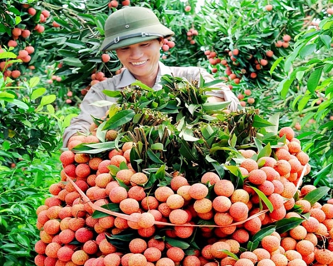 Xuất khẩu vải thiều sang Trung Quốc cần chú trọng yếu tố bao bì Xuất khẩu vải thiều sang Trung Quốc cần chú trọng yếu tố bao bì